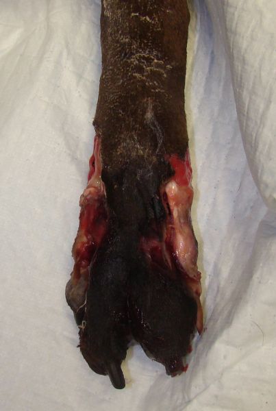 Avascular necrosis of the paw requiring amputation and replacement with PerFiTS