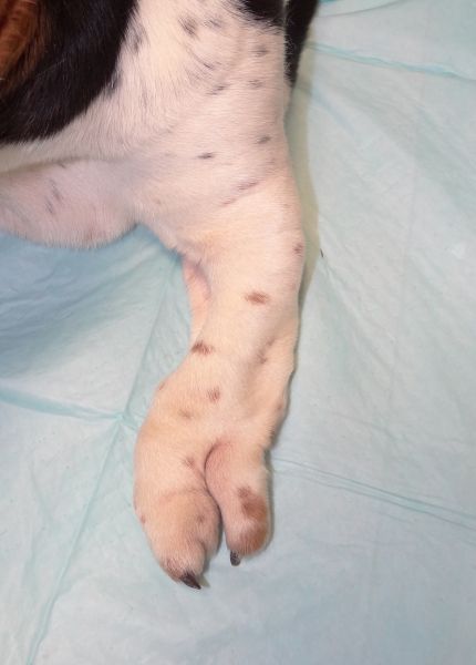 Left forelimb malformation