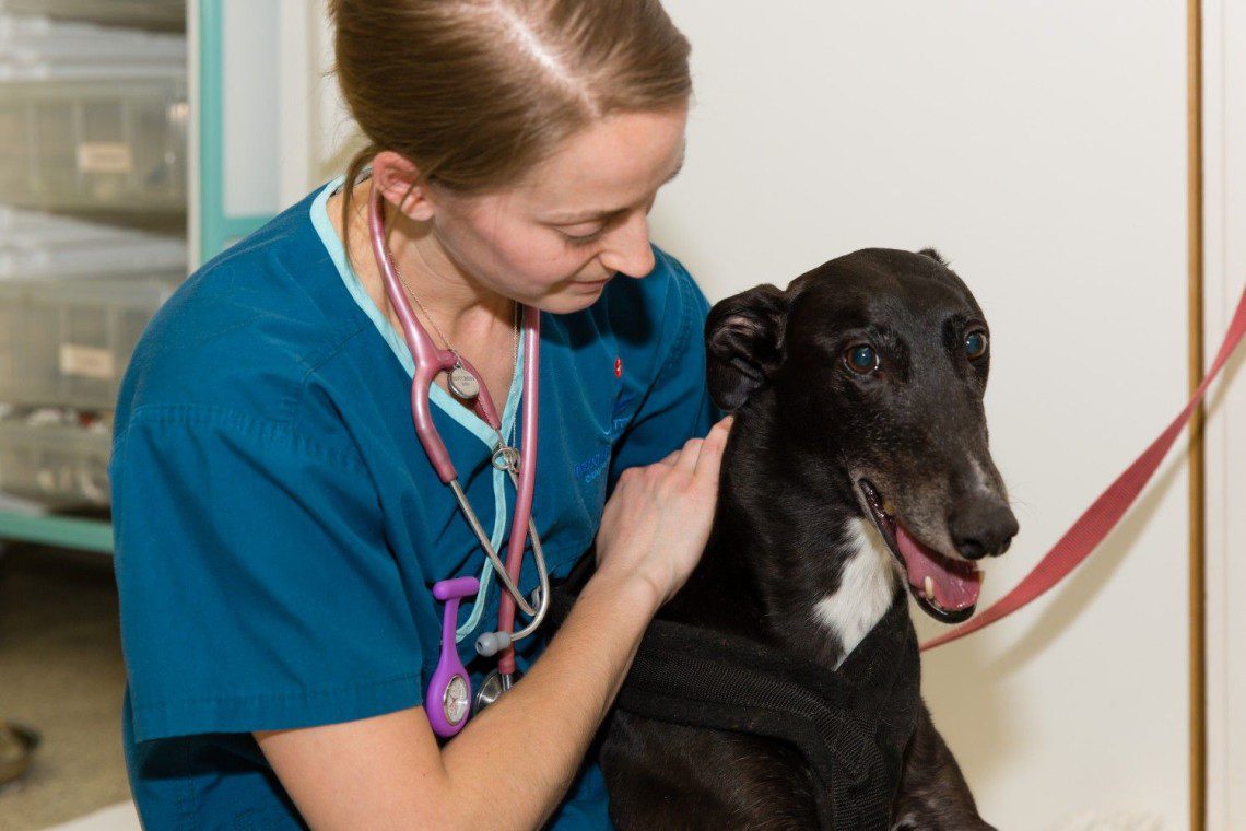 Cuddles for this greyhound by one of our prep room nurses