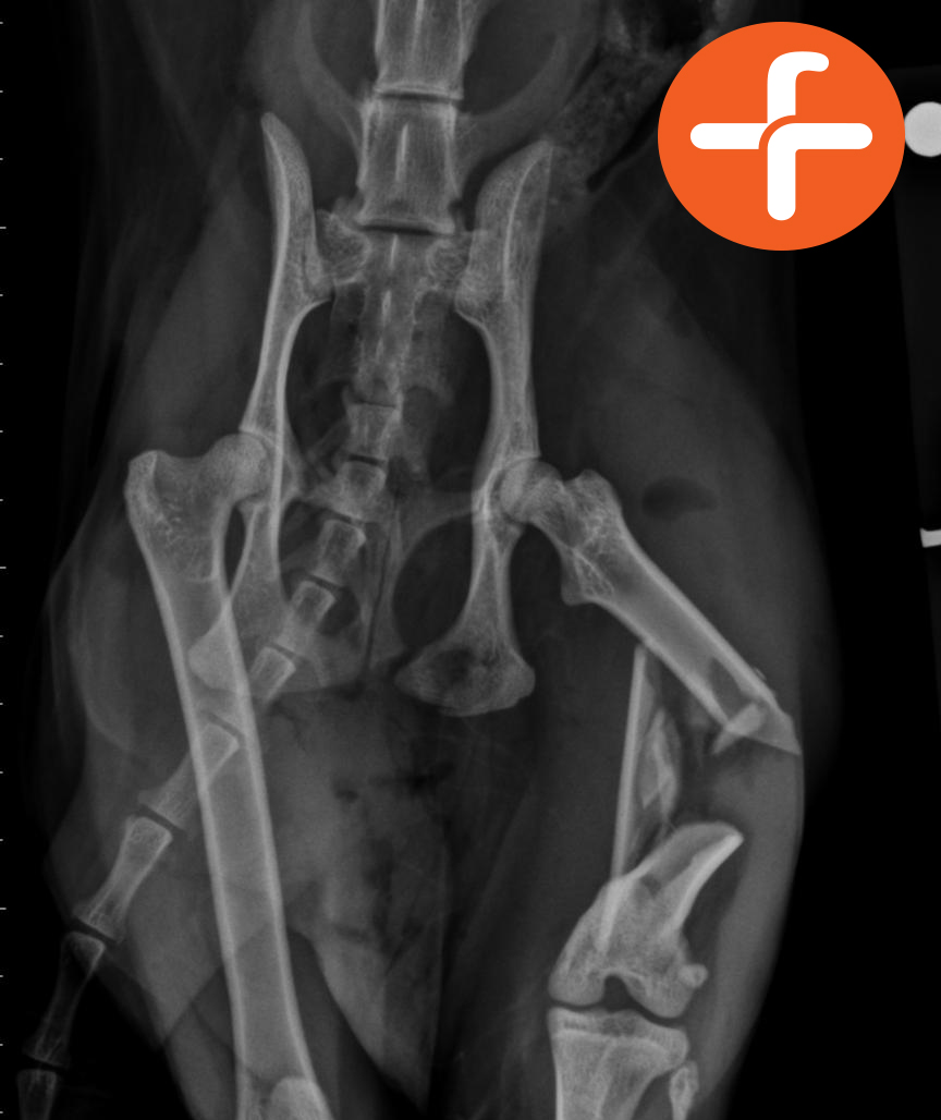veterinary neurology case studies veterinary neurology case studies