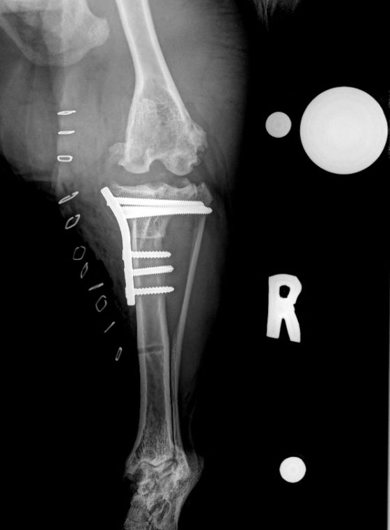 tplo surgery lizzie s story cranial cruciate ligament disease fitzpatrick referrals tplo surgery lizzie s story cranial cruciate ligament disease fitzpatrick referrals