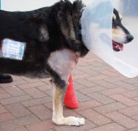 Traumatic Hyperextension in a dog