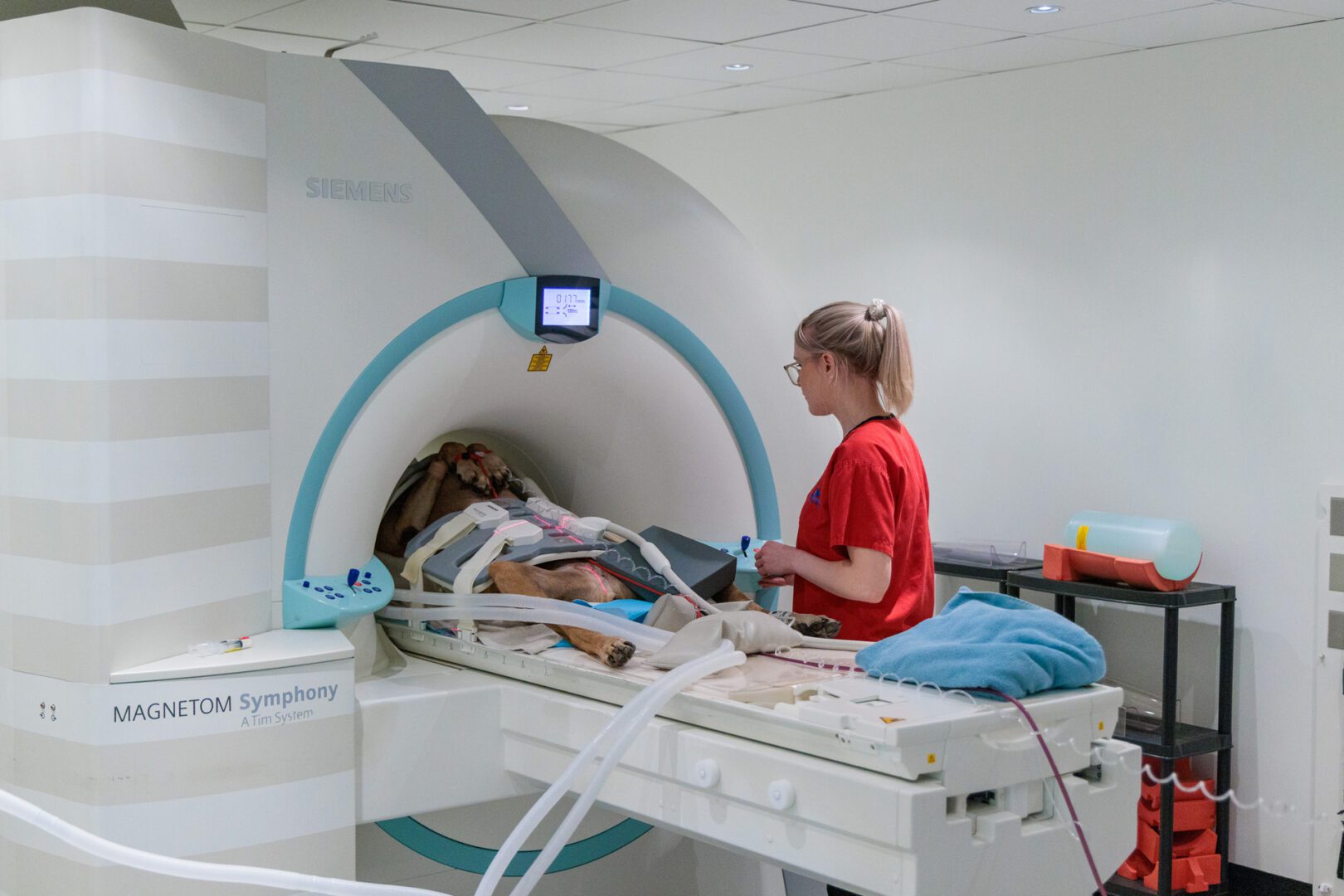Veterinary radiographer positioning a canine patient in the MRI scanner