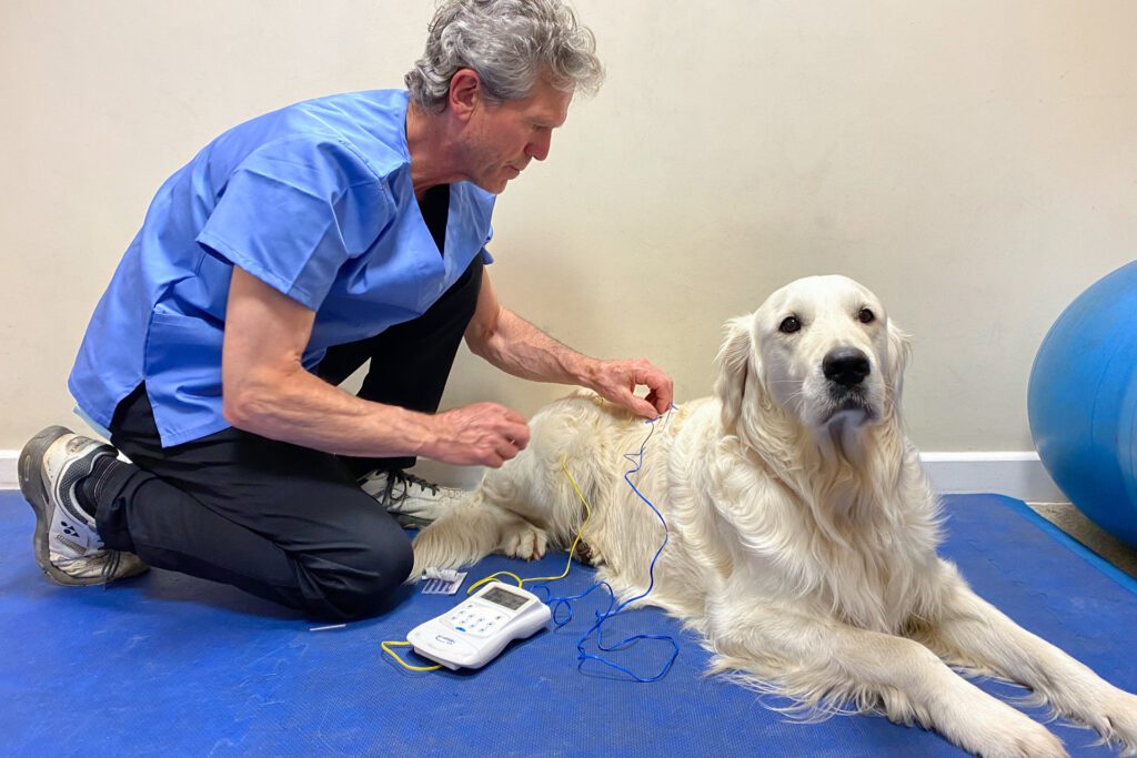 IMG_4805_Acupuncture_1920x1280 Dog having acupuncture by vet at Fitzpatrick Referrals