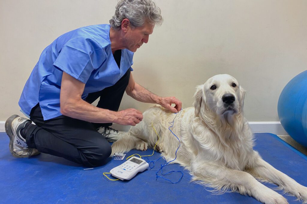Dog having acupuncture by vet at Fitzpatrick Referrals