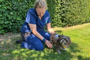 Chartered Physiotherapist sitting on grass carrying out physiotherapy on a small dog