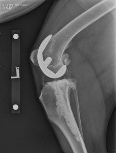 Radiographic illustration of BioMedtrix total knee replacement in the stifle