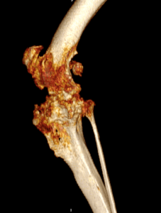 CT scan showing end-stage degenerative joint disease in the stifle.