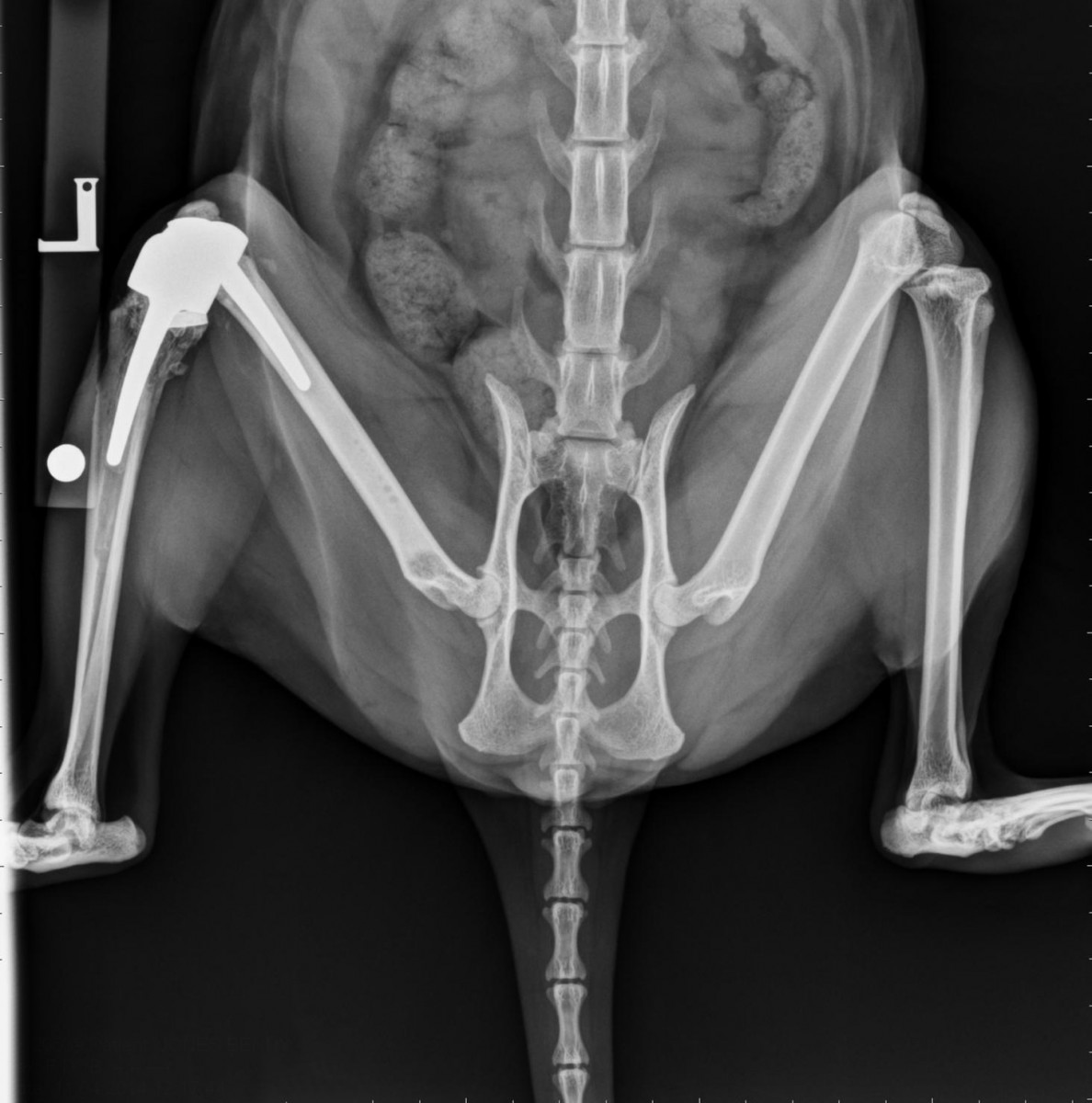 Feline total knee replacement - Fitzpatrick Referrals