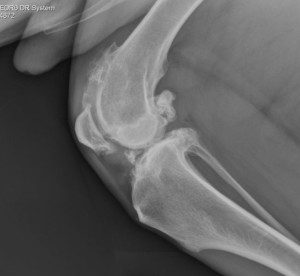 Radiograph showing severe osteoarthritis of the stifle joint.