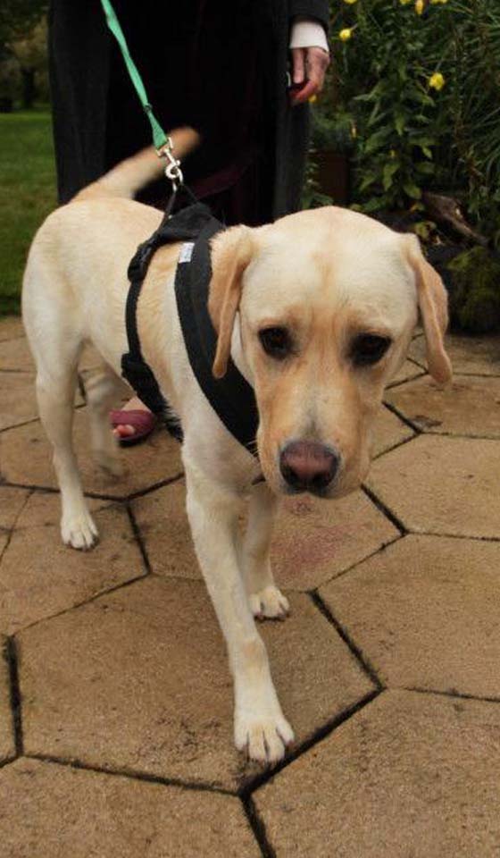 Ira, patient of Fitzpatrick Referrals bionic story