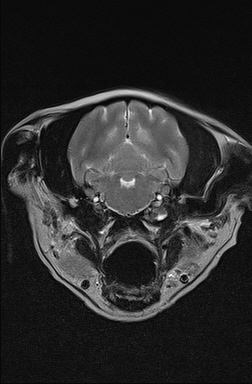 MRI image of the brain of a dog with vestibular disease