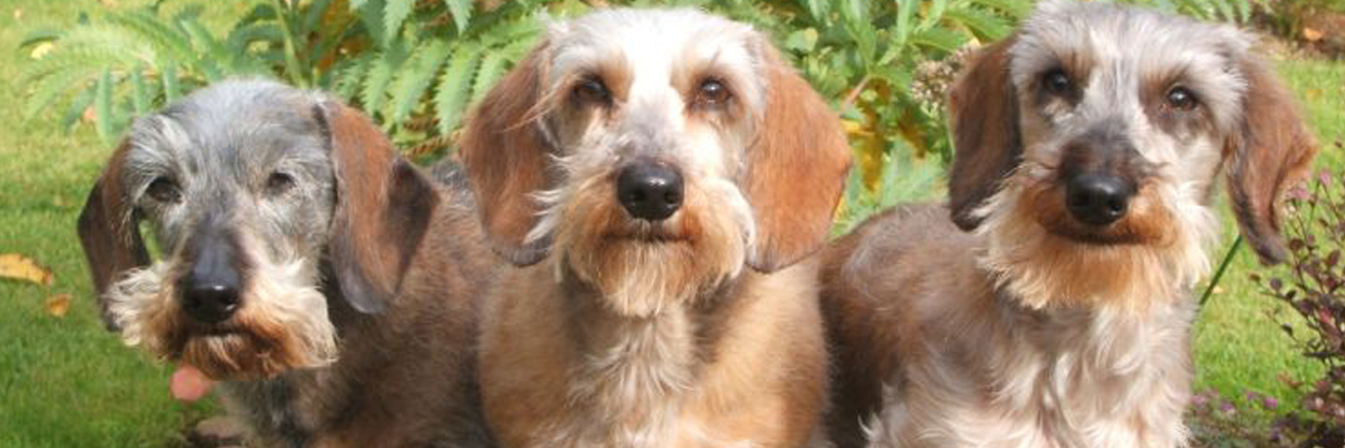 Debley_dogs Lafora disease research Fitzpatrick Referrals