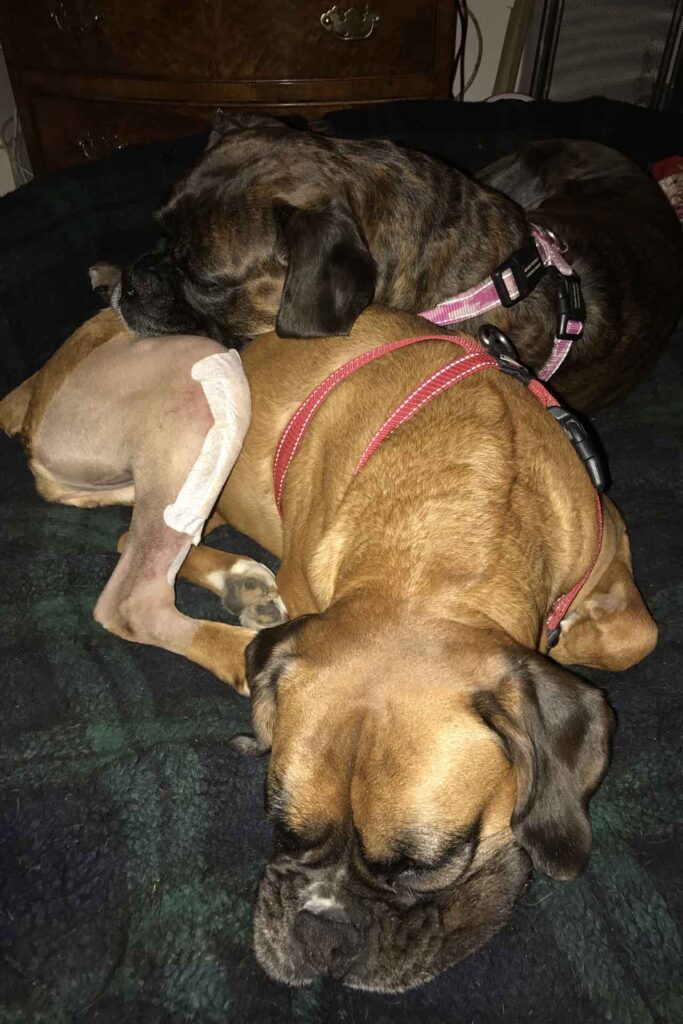 Tara & Lily's TPLO surgery at Fitzpatrick Referrals