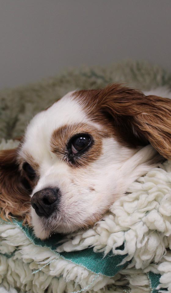 Cavlier King Charles Spaniel Berry Vestibular Disease