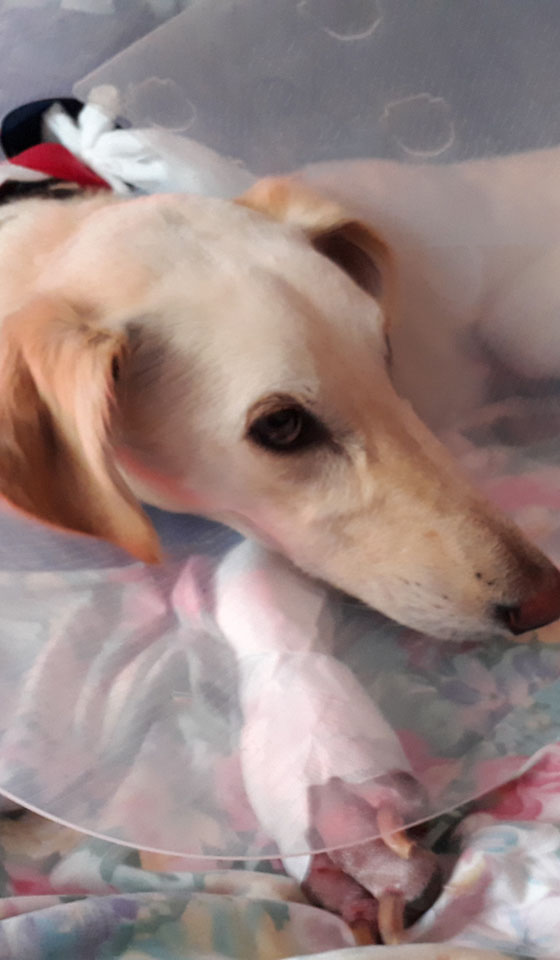 Lurcher recovering from complex fracture repair at Fitzpatrick Referrals Orthopaedics