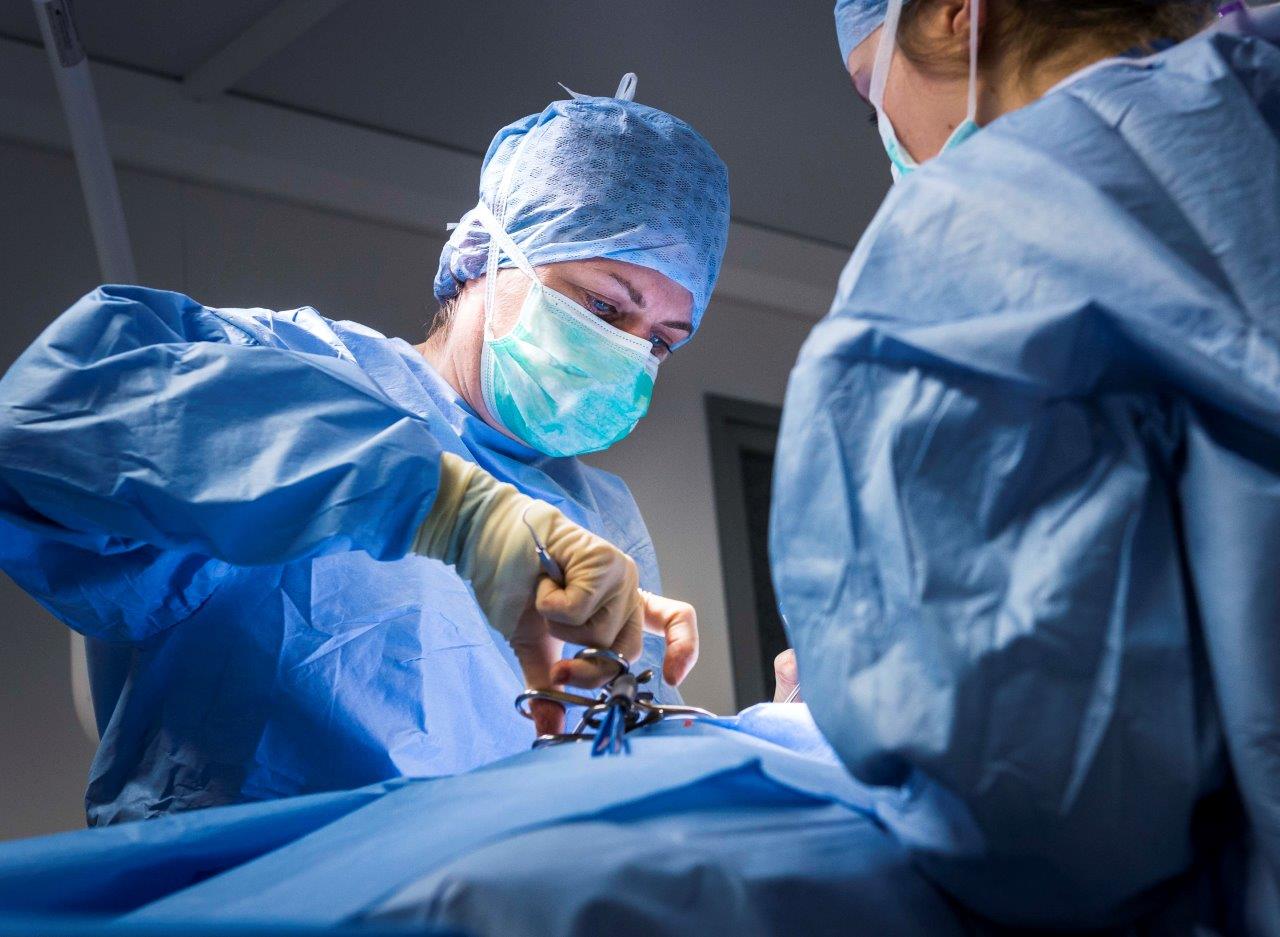 Fitzpatrick Referrals Chief of Neurology Dr Clare Rusbridge in surgery