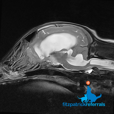 MRI scan of a 5 month old Border Collie puppy with hydrocephalus at Fitzpatrick Referrals