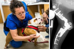 Orthopaedic specialist Sarah Girling examining a patient's elbow in consult at Fitzpatrick Referrals
