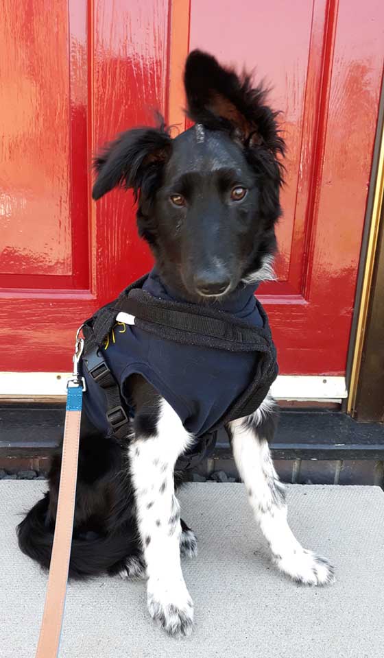 5 month old Border Collie puppy 8 days after brain surgery for hydrocephalus at Fitzpatrick Referrals
