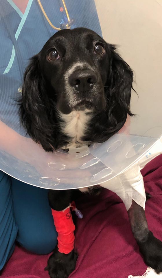Spaniel patient recovering in the wards at Fitzpatrick Referrals Orthopaedics and Neurology practice.