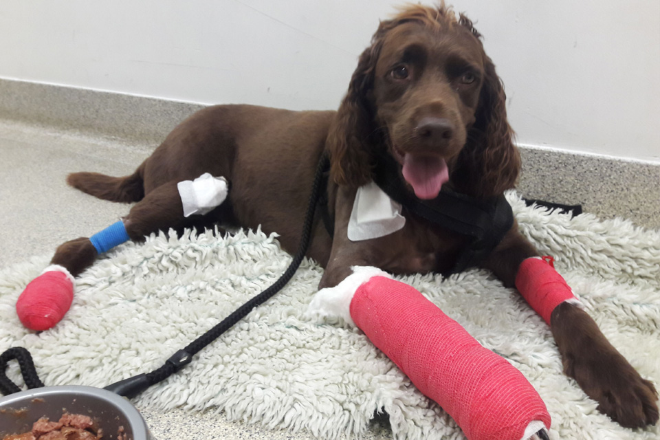 Spaniel patient after fracture repair surgery at Fitzpatrick Referrals Orthopaedics and Neurology