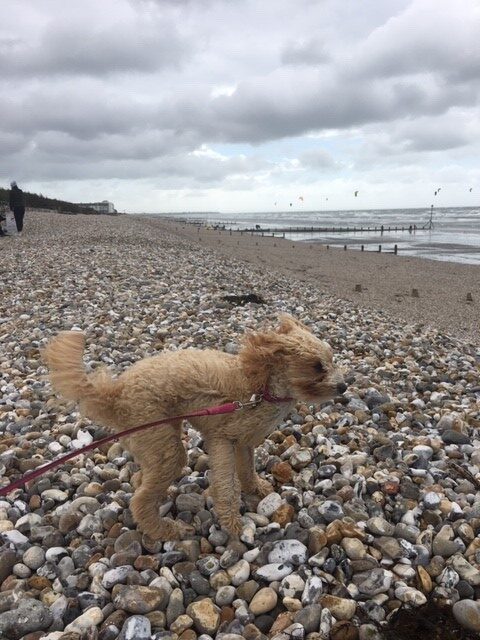 Mabel the dog at the beach