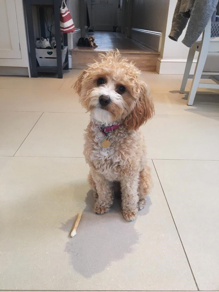 Mabel the dog at home in kitchen