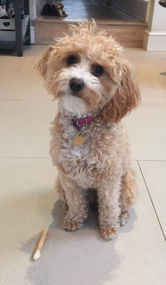 Happy Cavapoo patient 1 year after surgery