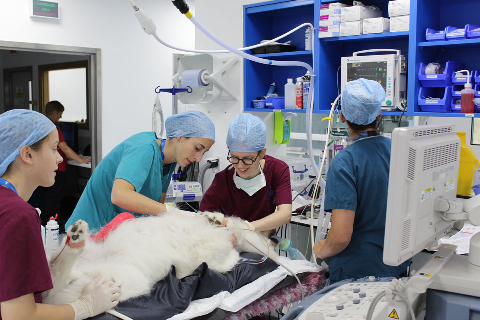 Anaesthetist Daisy Norgate performing an ultrasound-guided local block prior to the patient having surgery at Fitzpatrick Referrals