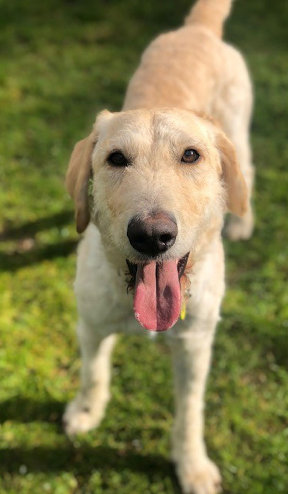 Labradoodle patient fully recovered