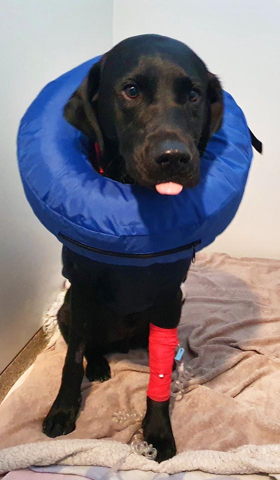 Black Labrador patient recovering in the wards at Fitzpatrick Referrals