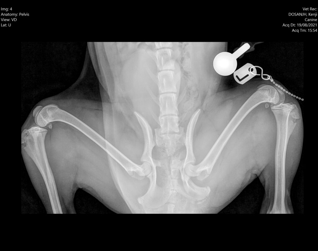 Pre and post-operative radiographs of an 8 month old Cocker Spaniel's bilateral sacroiliac luxation stabilisation and left ischium fracture