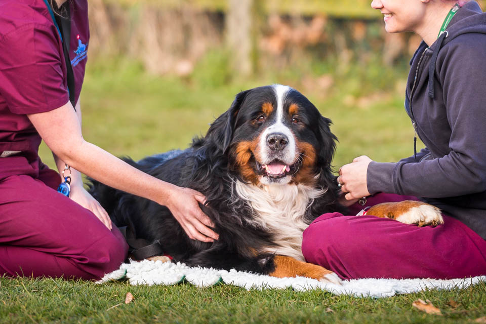 Two auxiliaries taking a St Bernard patient outside for a break at Fitzpatrick Referrals Orthopaedics and Neurology practice