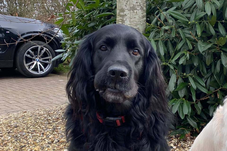 Close up of Flatcoat Retriever dog