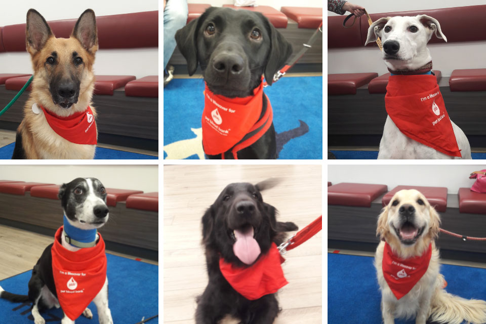 Dogs wearing red bandanas for donating blood