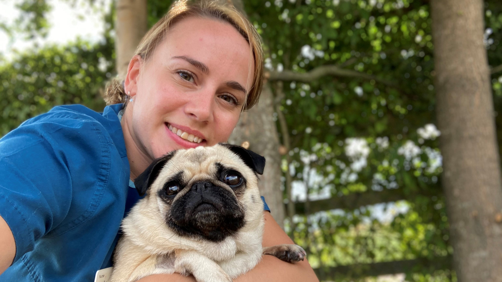 Veterinary nurse cudding a pug patient