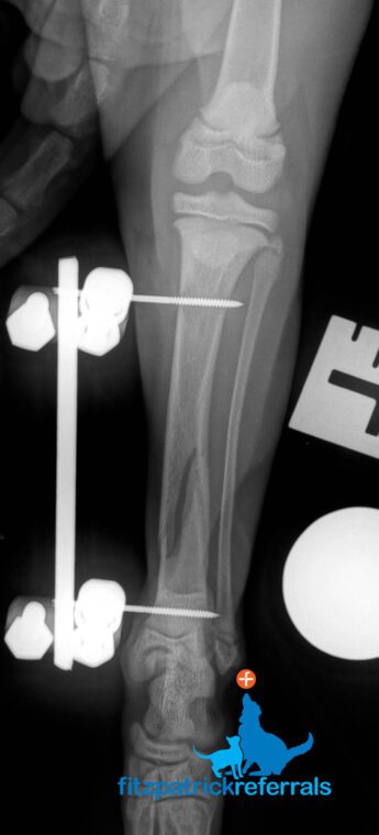 X-ray image of cat's fracture tibia repaired with external fixation
