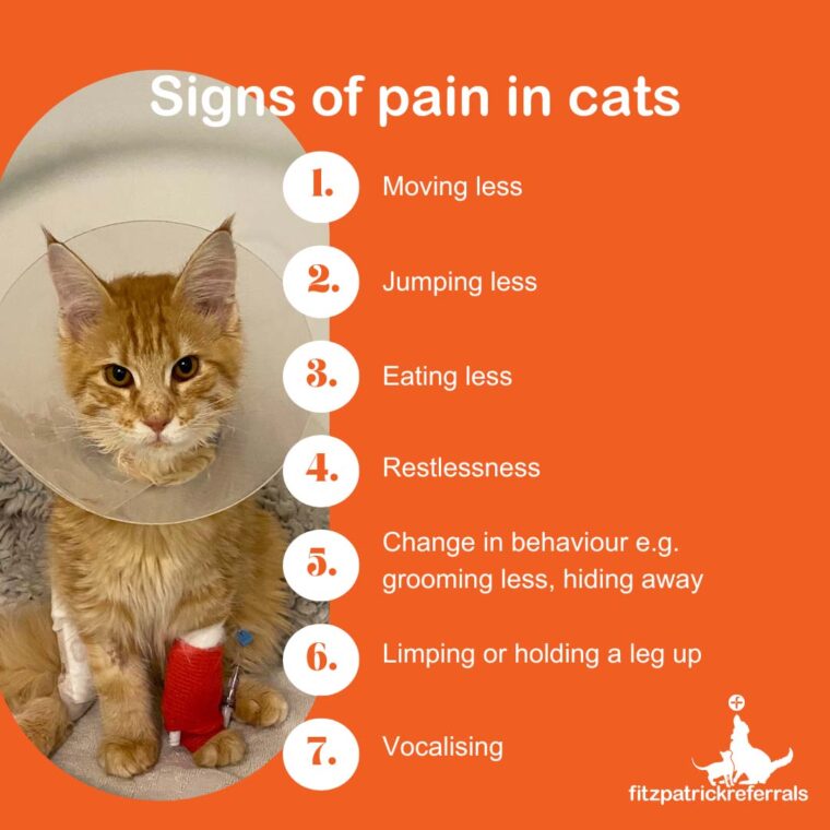 Signs of pain in cats web Kitten wearing cone