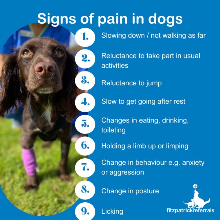 Signs of pain in dogs web Chocolate cocker spaniel with bandage