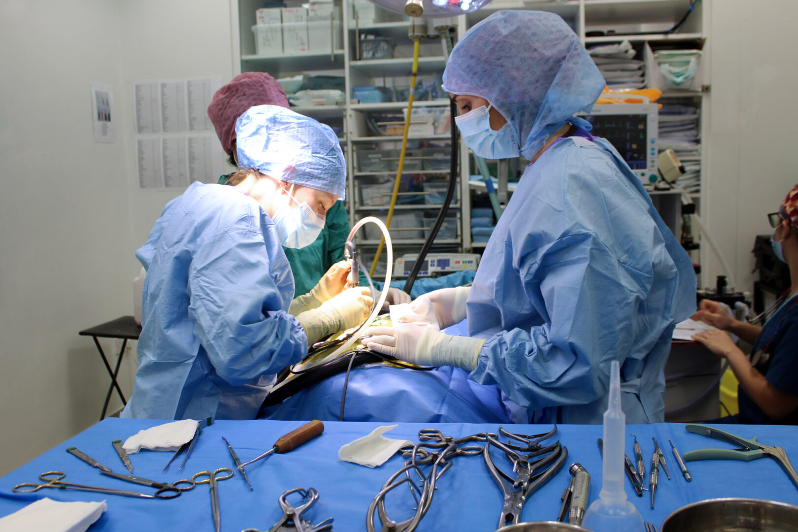 Veterinary neurologists in surgery