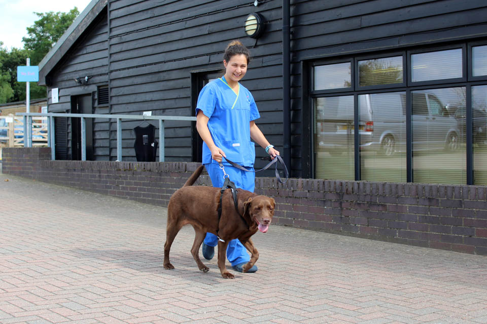 Physiotherapist Hannah walking Labrador dog