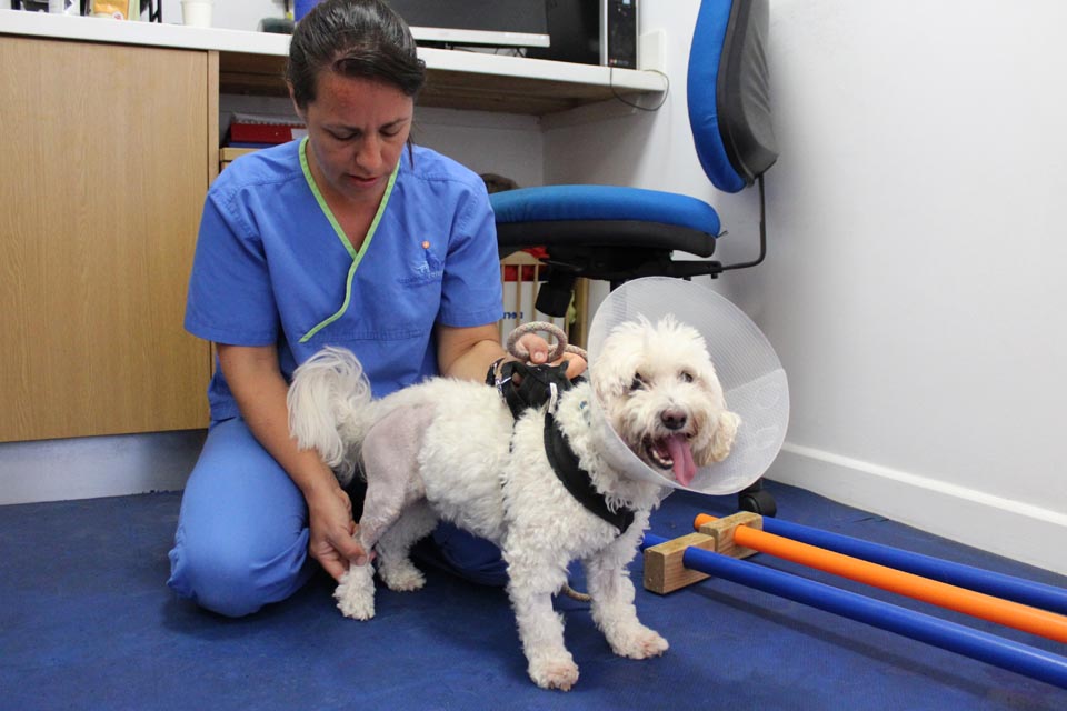 Chartered Physiotherapist Sam carrying out physiotherapy on a dog who had TPLO surgery for her cruciate ligament disease