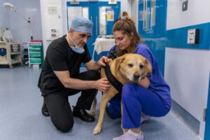 Noel Fitzpatrick in action