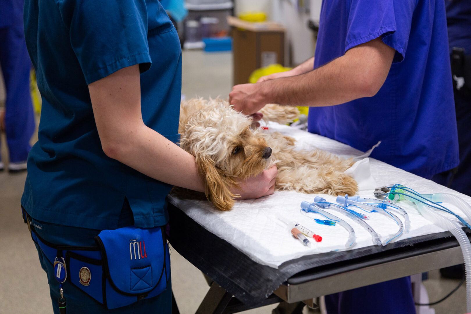 Cockerpoo patient being prepared for anaesthesia at vets