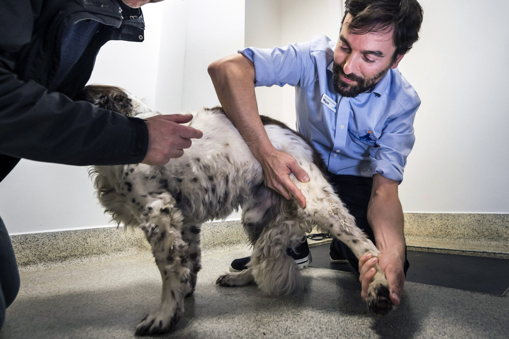 Veterinary specialist examining a spaniel's knee in consult