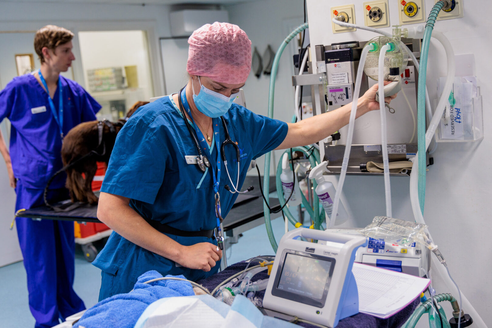 Registered Veterinary Nurse wearing mask in vet hospital