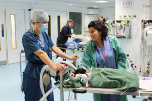 Anaesthetist Ilaria Pettrucione and RVN with dog on trolley