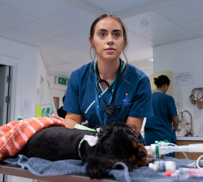 Registered veterinary nurse monitoring a canine patient