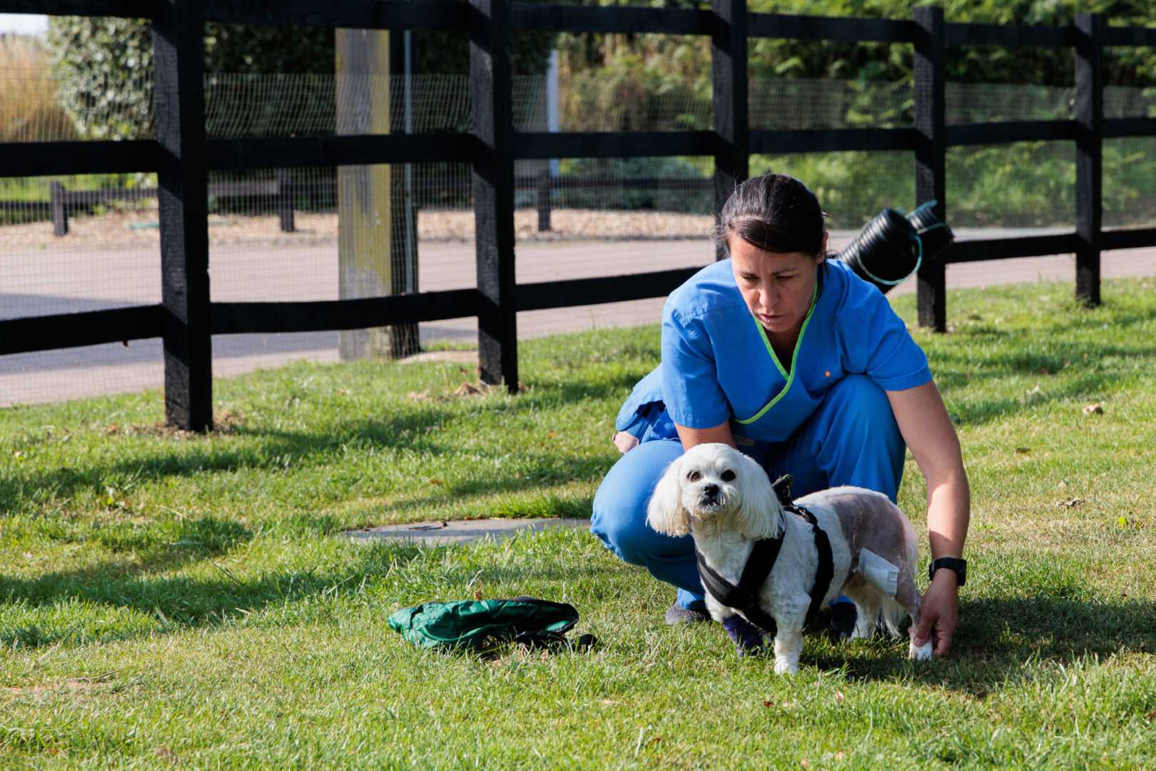 Physiotherapist with a canine patient outside on grass